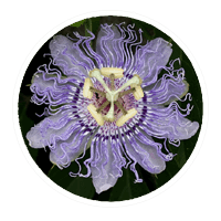 passion flower